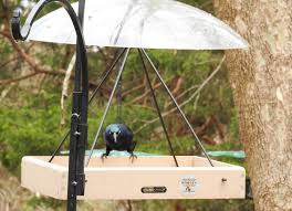 Grackles feed from feeders on which they can land and roost. Get Grackles Off Seed Feeders Birdseed Binoculars