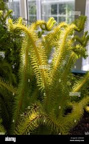 Image result for Huperzia mildbraedii