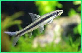 4 potret akikah anak kedua yasmine wildblood, serba putih. 6 Jenis Ikan Hias Aquascape Pemakan Alga Ekor9 Com Ekor9 Com