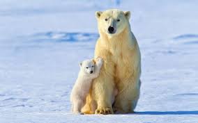 Subscribe to our weekly wallpaper newsletter and receive the week's top 10 most downloaded wallpapers. White Polar Bears Bear Mother With Cubs Winter Snow Wallpaper Animals Wallpaper Better