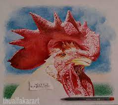 رسم ديك rooster animals