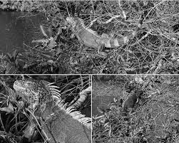 Image result for Fern Green 1977 Renault