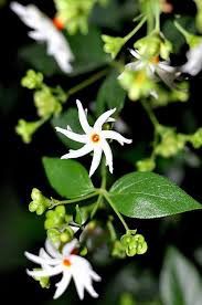 Many gardeners add jasmine to flower gardens or grow them in pots on the deck or patio to scent the night air. Pin On Flower 5