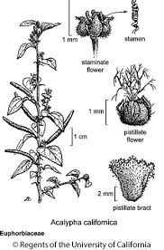 Image result for Acalypha ciliata