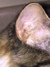 Normal Ear Wax Thecatsite