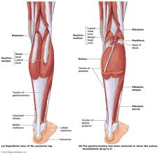 Lower Body Muscle Anatomy Human Anatomy Diagram Shin Splints Compartment Syndrome Leg Muscles Diagram
