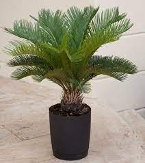 3 Gallon Sago Palm Tree Popular Houseplant Known For Its Feathery Foliage And Ease Of Care In 2021 Palm Tree Plant Plants Palm Trees Landscaping