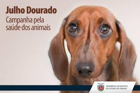 Resultado de imagem para OS ANIMAIS DOMÉSTICOS