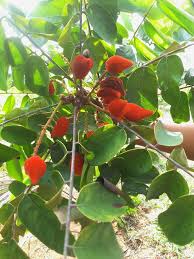 Image result for Cnestis