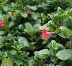 Image result for Barleria oxyphylla