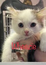 Time for my favorites, the Blooper photos! Pie and Straton's litter. 7  weeks old.