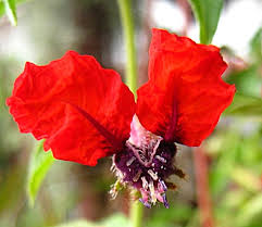 Image result for Cuphea llavea