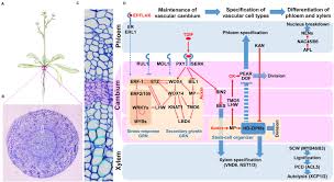 View examples of plant and animal cells. Frontiers Gene Regulatory Network Guided Investigations And Engineering Of Storage Root Development In Root Crops Plant Science