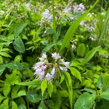 Image result for Hydrophyllaceae