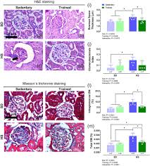 Swimming training improves cardiovascular autonomic dysfunctions and  prevents renal damage in rats fed a high‐sodium diet from weaning