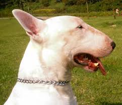 How to measure dog choker collar. Chain Choke Dog Collar Hs1 1091 51012 02 Choke Collar Prong Collars Pinch Collars Dog Training Collars Curogan Collars Chain Dog Collars Fur Saver Collars Choke Dog Collars Herm Sprenger Collars Dog Muzzles