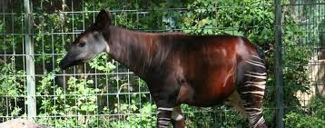 The okapi is a relative of the giraffe, with striped legs like a zebra. Berliner Schnauzen 5 Das Okapi Gesellschaft Tagesspiegel