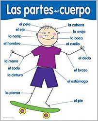 The human body / el cuerpo humano. Spanish Body Parts El Cuerpo Diagram Quizlet