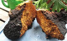 This powerful form of chaga is like a fine powder. How To Make Chaga Tea Tinctures Chaga Insight