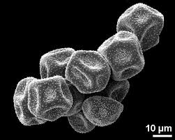 Image result for Caldesia parnassifolia