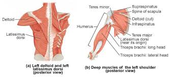 The Left Panel Shows The Posterior View Of The Right Deltoid And The Left Back Muscle And The Right Panel Sho Upper Limb Anatomy Anatomy And Physiology Muscle