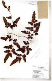 Image result for Lygodiaceae