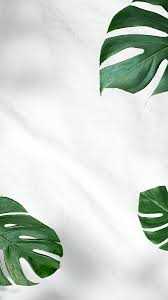 Download Premium Psd Of Green Monstera Leaves On White Background 2439699 White Background Wallpaper White Background Instagram White
