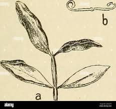 Image result for Lannea antiscorbutica