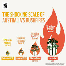 The Shocking Scale Of Australian Bushfires Injured Wildlife Wwf Australian