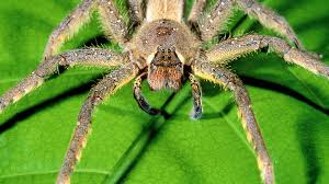 The amazon rainforest is one of the most diverse places on the planet. Exotic Species In The Amazon Rainforest Invertebrates Cgtn