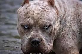 Robert Marc 'Buzz' Berman, 56, businessman, coach