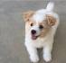 Pomapoo Dog Breed Information and Pictures