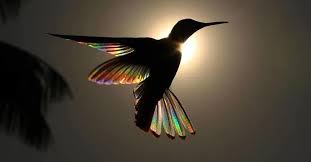 Discover how hummingbirds get around so quickly with information from a national wildlife steward in this free video on bird life. Man Captures Natural Phenomenon Of Hummingbird Wings Transforming Into Tiny Rainbows
