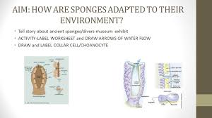 Pores, central cavity, spicules, 3. Describe 3 Observations About The Marine Sponge Ppt Download