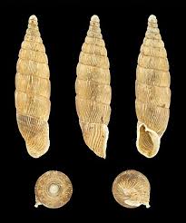 Image result for Alinula sp.