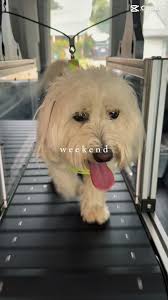 Weekend Walkies in the Wagon! 🐶🐾🥰🙌, Give us a shout if your pup needs a  walkie or a fun time with new friends! The Run Wagon Gals would love to  meet you! 💜, #mobiledoggym #therunwagon #walkies ...