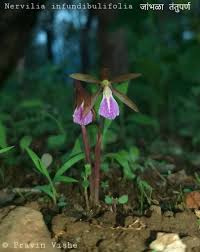 Image result for Nervilia kotschyi