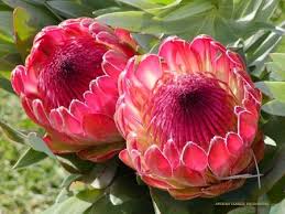 Pin On Special Flowers In The World