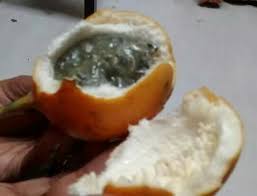Looks Like Passion Fruit From Munnar Fruit Passion Fruit Munnar