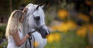 The arabs of the arabian peninsula, the area of land between asia and africa, commonly believe that they are descendants of shem, the son of noah. Kalliste Arabians Mauguio France Arabian Horses Kalliste Arabians