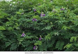 Image result for Tephrosia vogelii