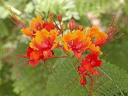 Image result for Fabaceae subfamily Caesalpinioideae
