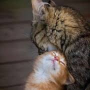 33 arti mimpi kucing yang menandakan kebaikan dan keburukan. Lihat Dalam Kucing Abu Abu Mimpi Apa Impian Wanita Kucing Kucing Mimpi Interpretasi Mimpi Musim Panas Apa Impian Kucing Dalam Buku Mimpi