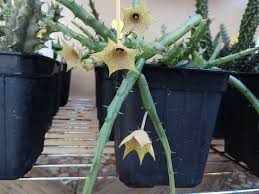 Image result for Huernia leachii