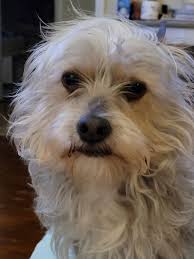 Love ❤️ Of Yorkies 🐾