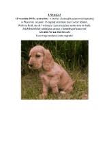 Wzór ogłoszenia o zaginionym zwierzęciu. Zaginal Pies Ogloszenie Wzor Artykuly Pleszew Nasze Miasto