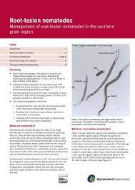 Frequent sowing of resistant crops will therefore lead to a reduction in nematode levels. Root Lesion Nematodes Management Of Root Lesion Nematodes
