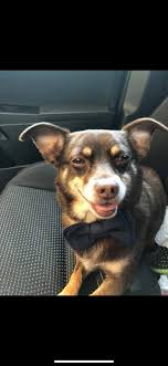 Losing a beloved pet of 14 years