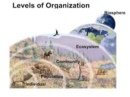 Chapter 3 Amp 5 Lecture Ecology Amp Population Growth Ecosystems Biomes Biology Class