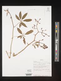 Image result for Cissus aralioides